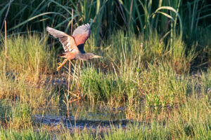 Rufous-bellied Heron