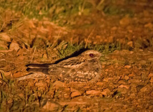 Rufous-cheeked Nightjar