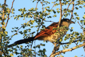 Senegal Coucal