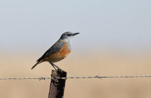 Sentinel Rock-thrush