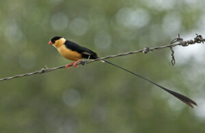 Shaft-tailed Whydah