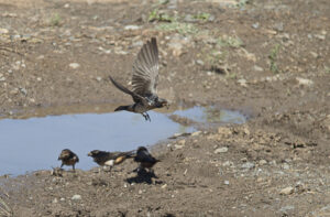 South African Clliff-swallow