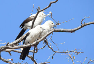 Southern Pied Babbler 