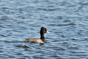 Southern Pochard
