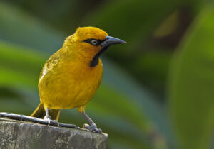 Spectacled Weaver