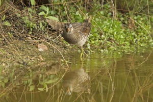 Spotted Crake 