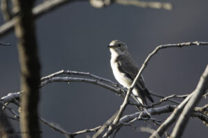 Spotted Flycatcher