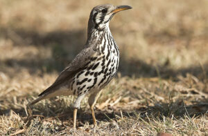 Spotted Ground Thrush