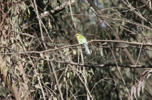 Swallow-tailed Bee-eater