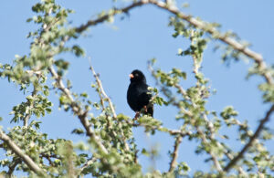 Village Indigobird