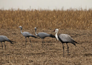 Wattled Crane