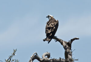 Western Osprey