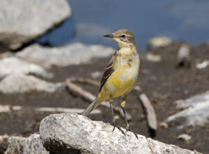 Western Yellow Wagtail
