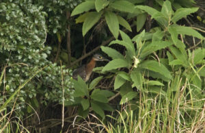White backed Night Heron