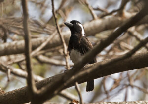 White-eared Barbet