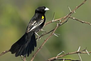 White-winged Widowbird
