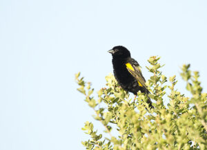 Yellow Bishop