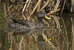 Yellow-billed Duck