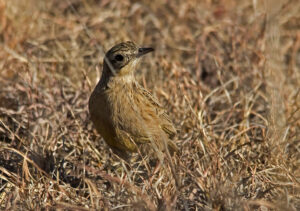 Yellow-breasted Pipit