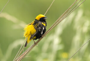 Yellow-crowned Bishop