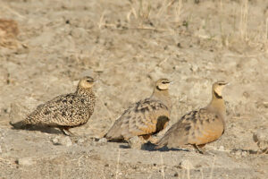 Yellow-throated Sandgrouse