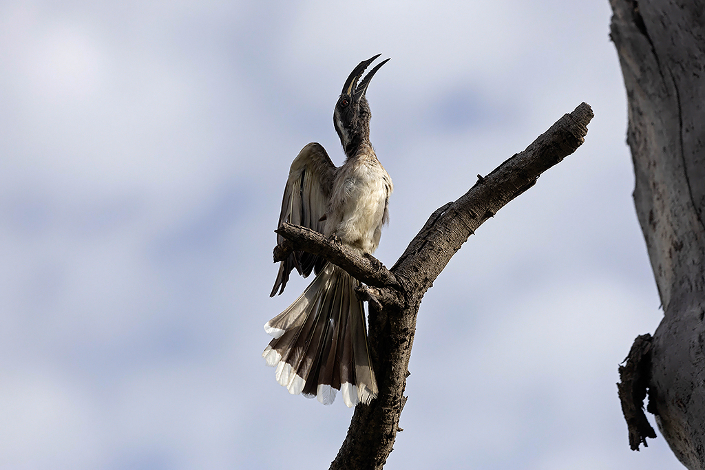 African Grey Hornbill