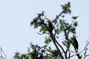 African Hawk Eagle