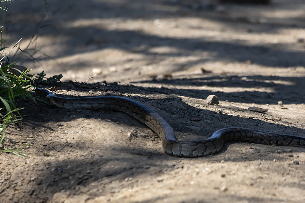 African Python