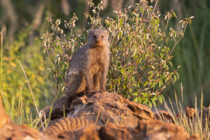 Banded Mongoose
