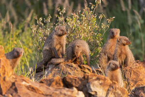 Banded Mongoose