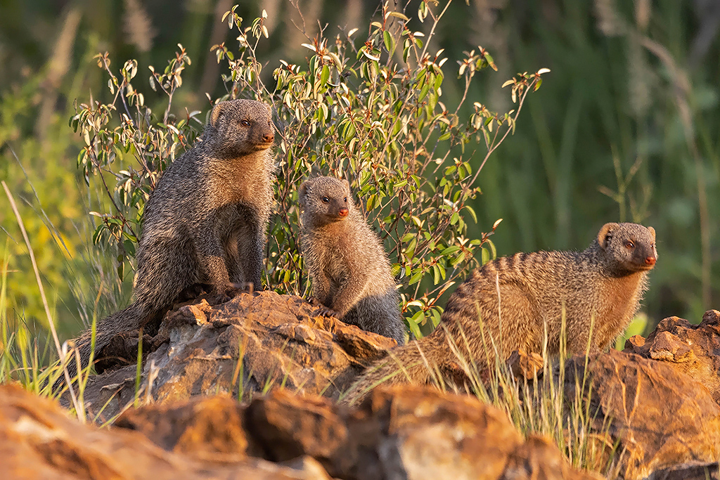 Banded Mongoose