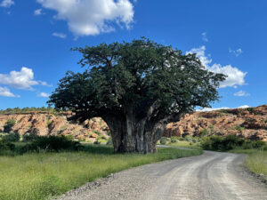 Baobab