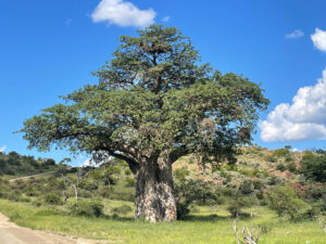 Baobab