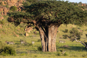 Baobab
