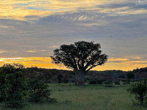 Baobab