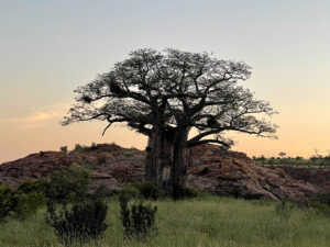 Baobab
