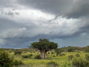 Baobab