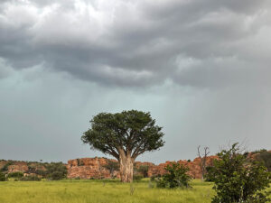Baobab