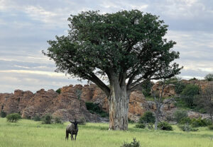 Baobab