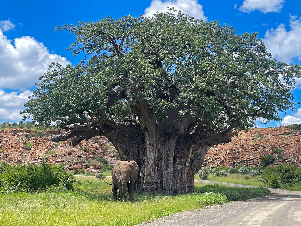 Baobab and Elephant