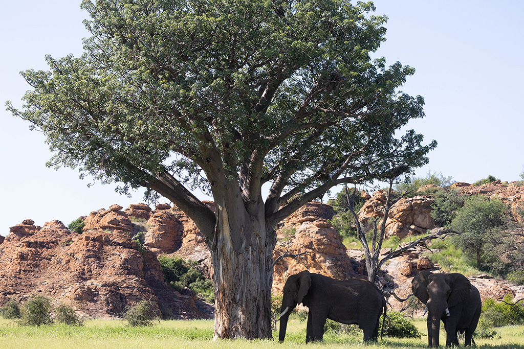 Baobab and Elephants