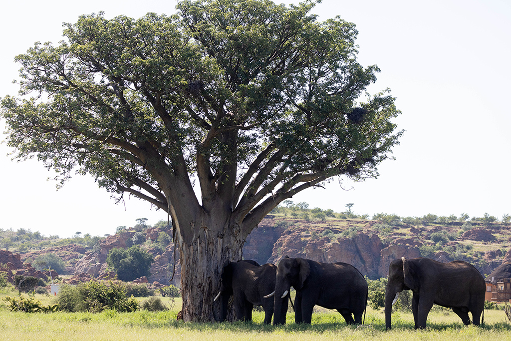 Baobab and Elephants