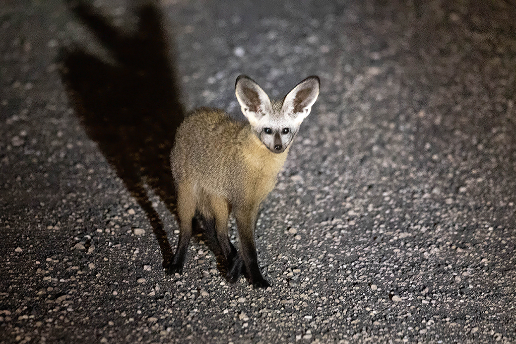 Bat eared Fox