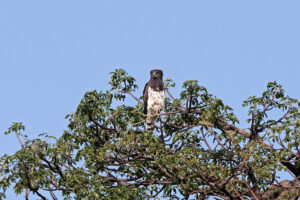 Black Chested Snake Eagle