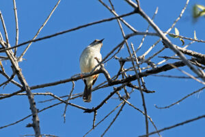 Bleating Camaroptera 