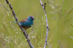 Blue Waxbill