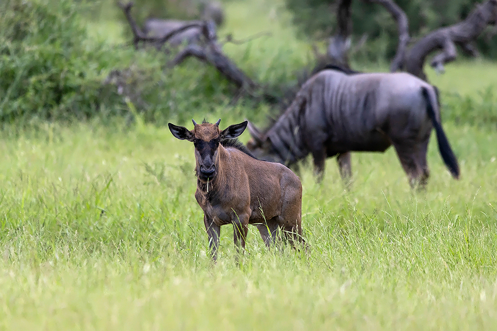 Blue Wildebeest