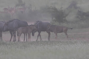 Blue Wildebeest