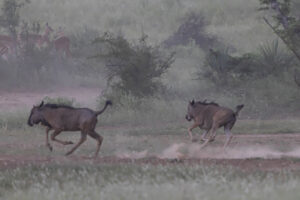 Blue Wildebeest