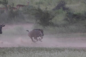 Blue Wildebeest